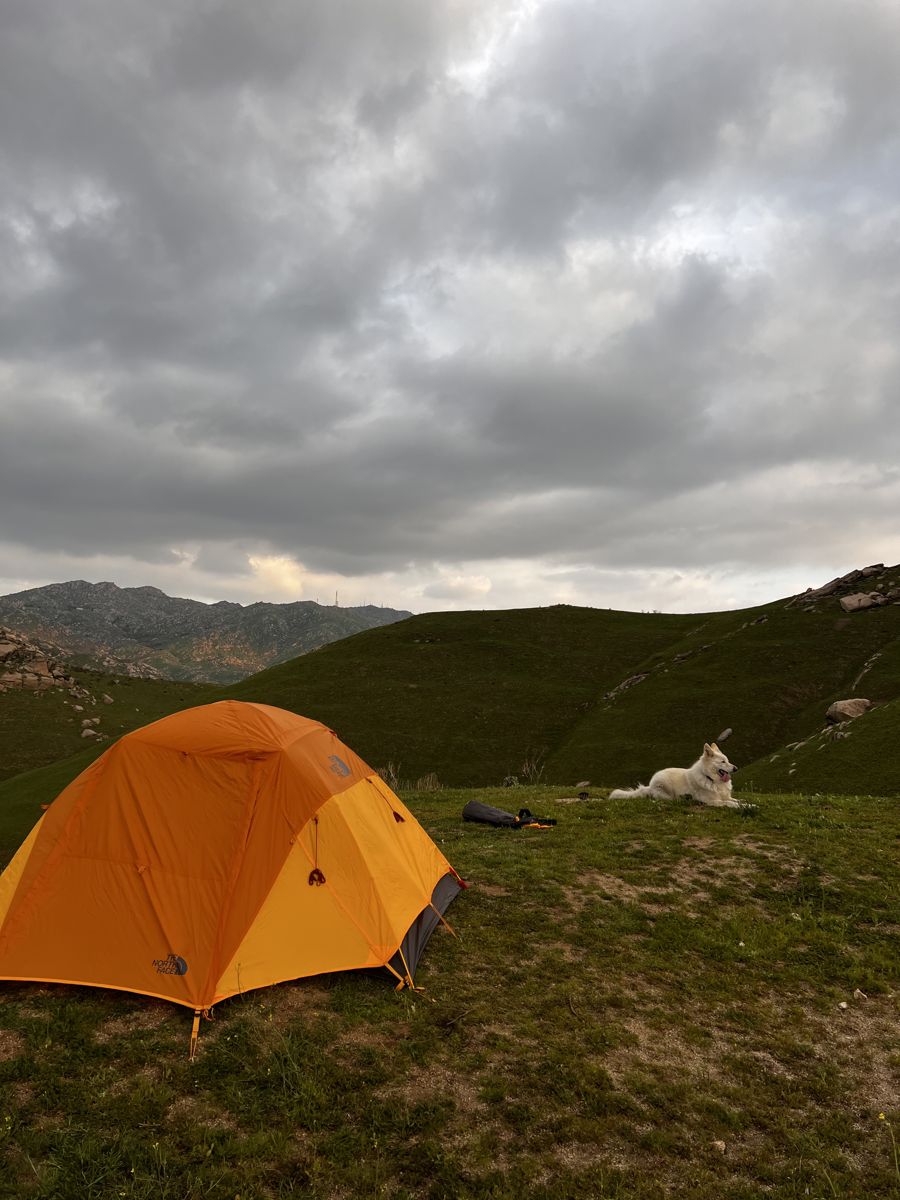 An orange tent on green hills near Riverside with Rajah, a white dog