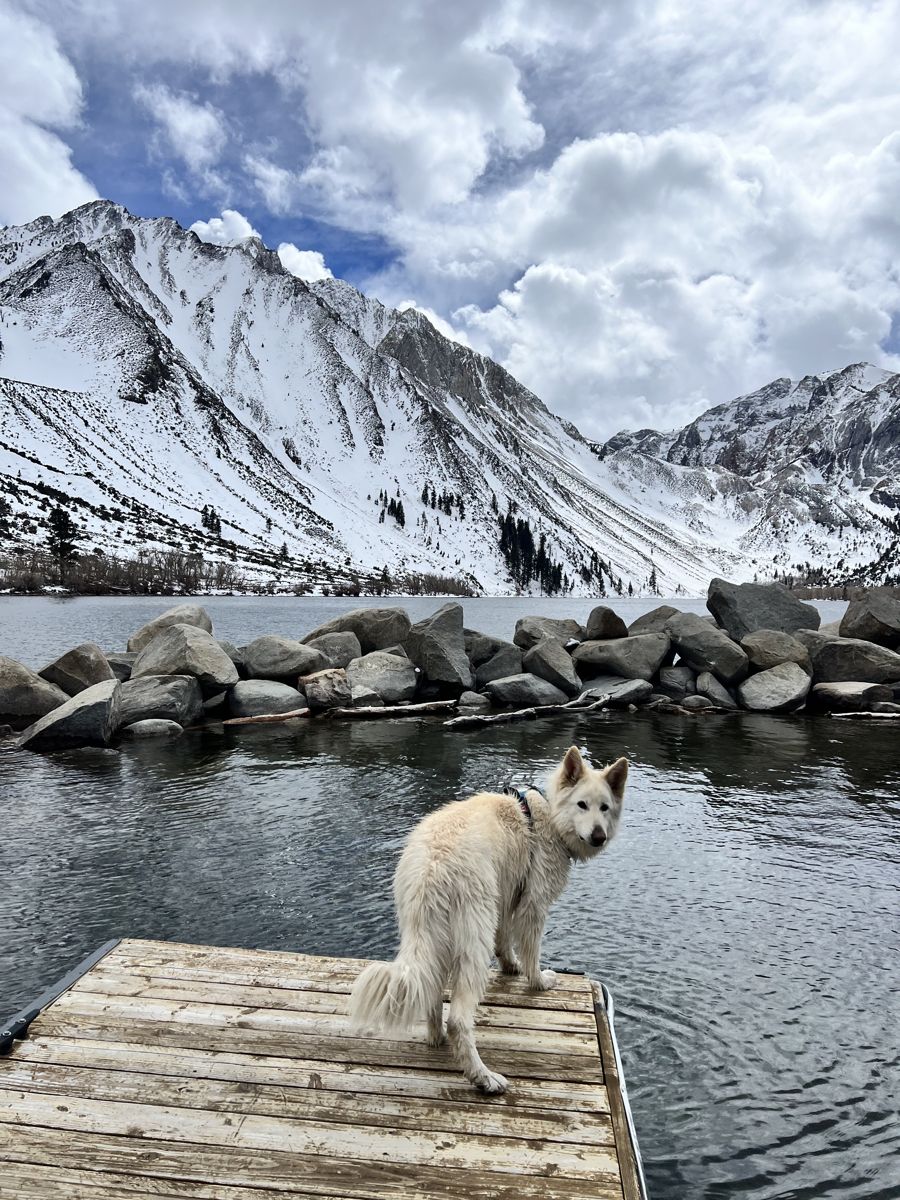 Rajah on a dock at Convict Lake with snowy mountains in winter